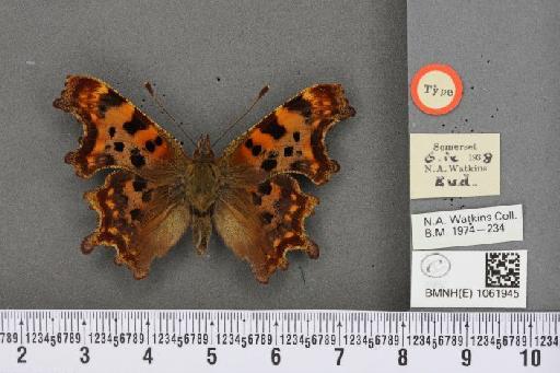 Polygonia c-album ab. implumis Watkins, 1942 - BMNHE_1061945_22781