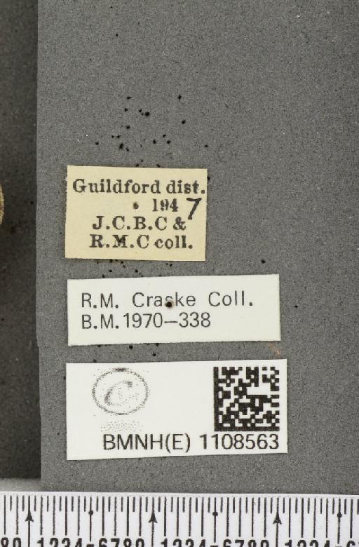 Euphydryas aurinia (Rottemburg, 1775) - BMNHE_1108563_label_48923