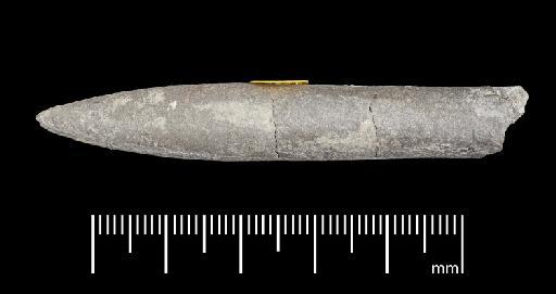 Simpsonibelus expansus (Simpson) - PI CC 1331 - belemnite