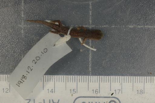 Hydromantes italicus strinatii - Image of specimen 1918.12.20.10