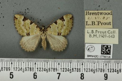 Colostygia pectinataria ab. albocincta Lempke, 1949 - BMNHE_1778716_354359