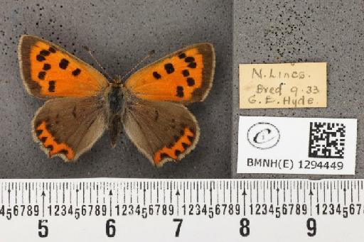 Lycaena phlaeas eleus (Fabricius, 1798) - BMNHE_1294449_131858