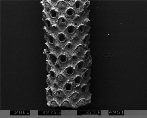 Meliceritites durobrivensis (Gregory) Levinsen, 1912 - PI BZ 3570 (a) – Meliceritites durobrivensis