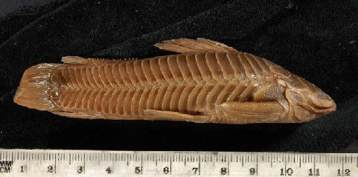 Callichthys affinis Günther, 1864 - 1861.5.7.1-4b; Callichthys affinis; lateral view; ACSI Project image