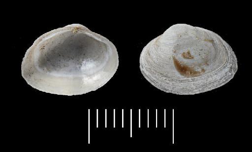 Mactra amygdala Crosse & Fischer, 1864 - 1870.10.26.22e