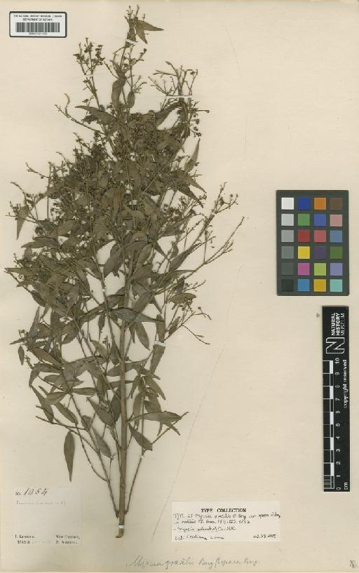 Myrcia splendens (Sw.) DC. - BM001191473