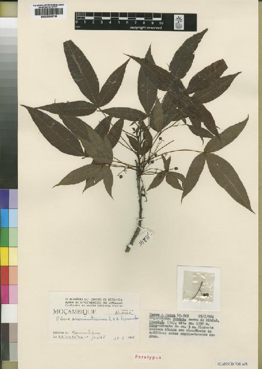 Rhus acuminatissima R.Fern. & A.Fern. - BM000843755