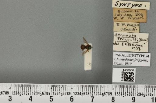 Bactrocera (Bactrocera) froggatti (Bezzi, 1919) - BMNHE_1436508_30606