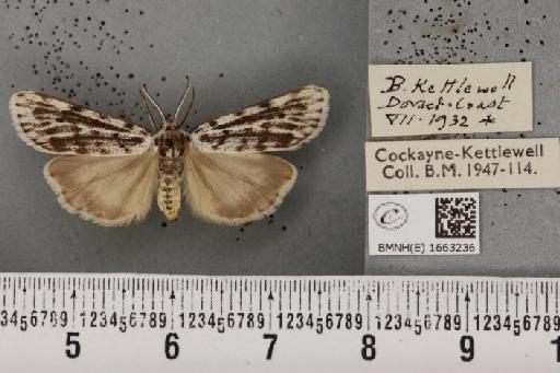 Coscinia cribraria bivittata (South, 1900) - BMNHE_1663236_282961