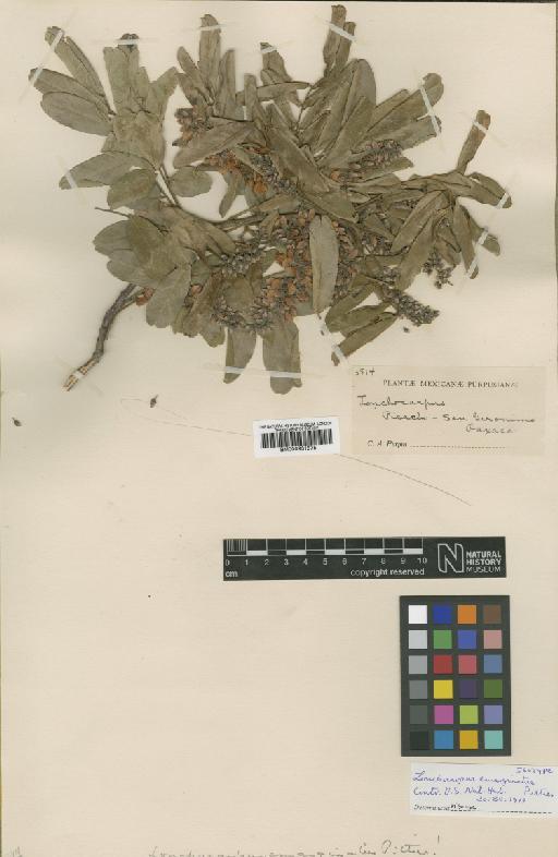 Lonchocarpus emarginatus Pittier - BM000931875