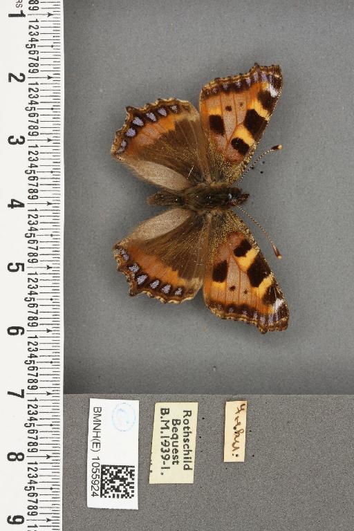 Aglais urticae ab. brunneoviolacea Raynor, 1909 - BMNHE_1055924_45222