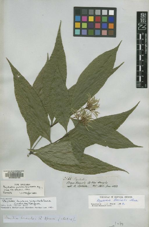 Psychotria lupulina Benth. - BM000624161