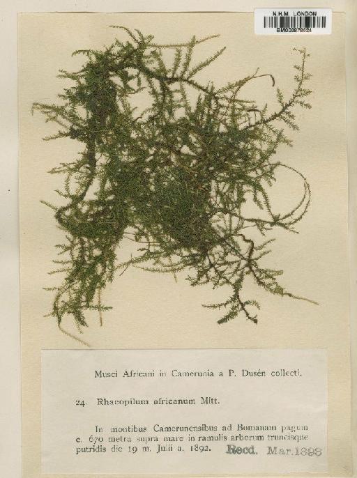 Racopilum africanum Mitt. - BM000878624