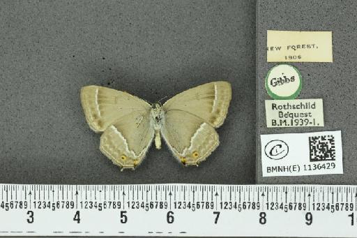 Neozephyrus quercus ab. infraflavomaculata Lempke, 1956 - BMNHE_1136429_94259