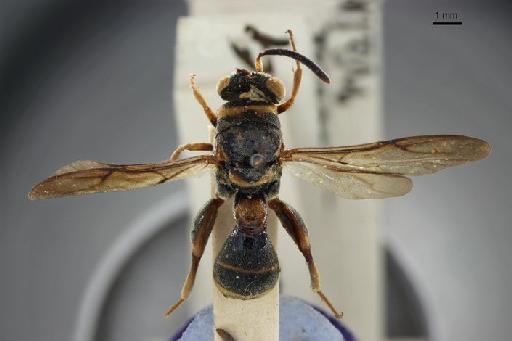 Leucospis aruina Walker, 1862 - Leucospis aruina Walker, 1862 NHMUK010198783 5.86 dorsal