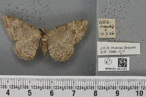 Hypomecis punctinalis (Scopoli, 1763) - BMNHE_1912783_479709