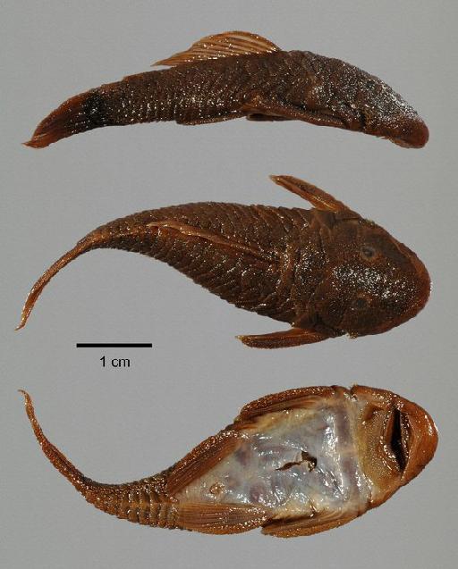 Chaetostomus microps Günther, 1864 - 1860.6.16.137-43f; Chaetostomus microps; type; ACSI Project image