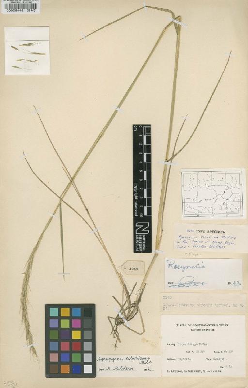 Elymus tibeticus (Melderis) G.Singh - BM000064461