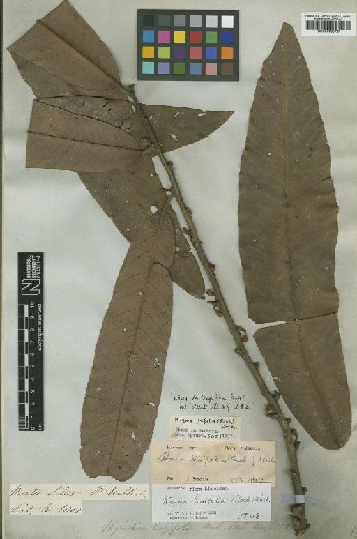 Knema linifolia (Roxb.) Warb. - BM000950761
