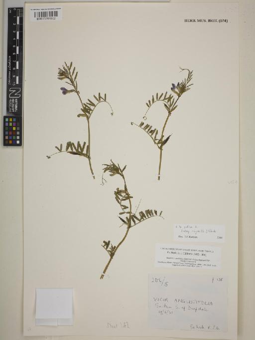 Vicia sativa subsp. nigra (L.) Ehrh. - BM013391892