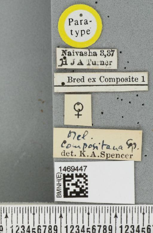 Melanagromyza compositana Spencer, 1959 - BMNHE_1469447_label_45207