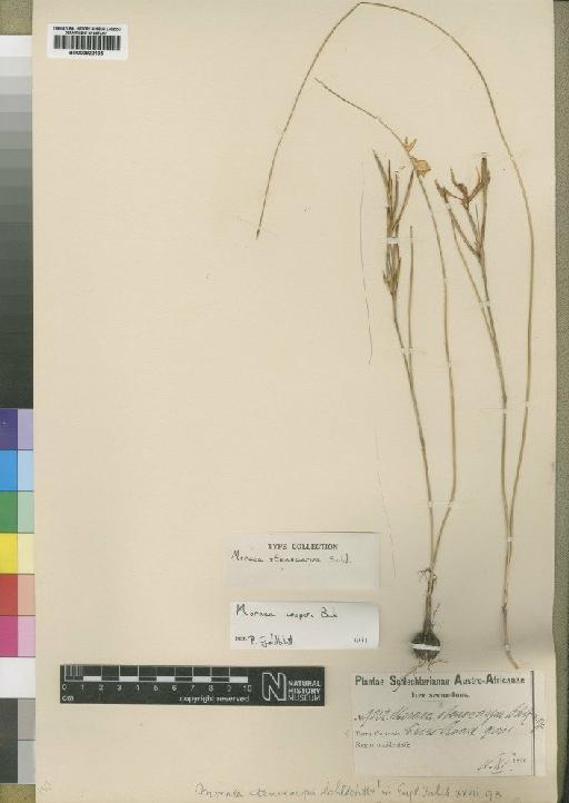 Moraea cooperi Baker - BM000922105