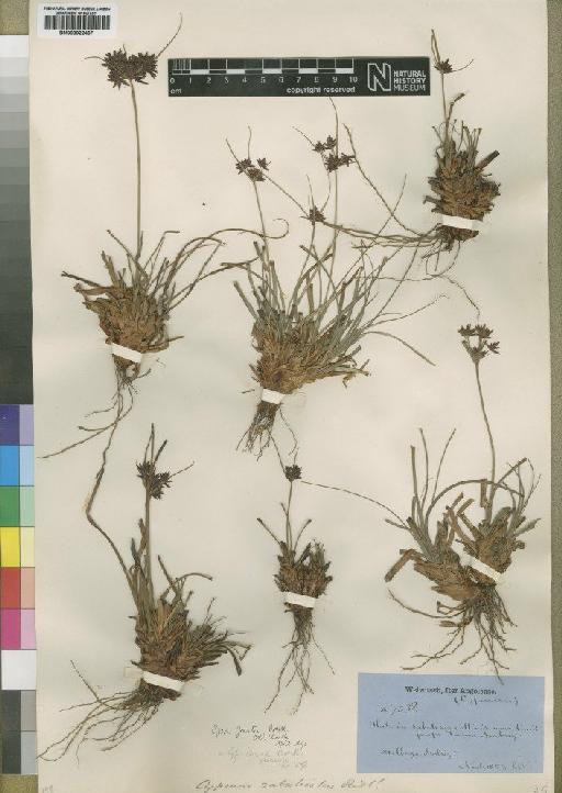 Cyperus tenax Boeckeler - BM000922467