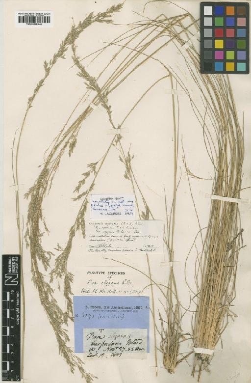Eragrostis speciosa (Roem. & Schult.) Steud. - BM000991642