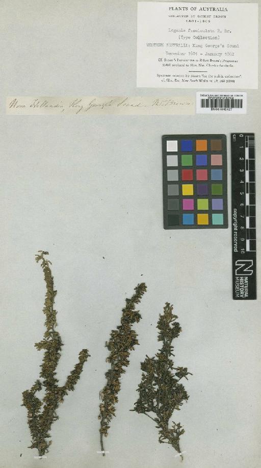 Logania fasciculata R.Br. - BM001040427