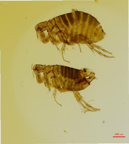 Ectinorus hertigi Johnson, 1957 - 010179234_specimen