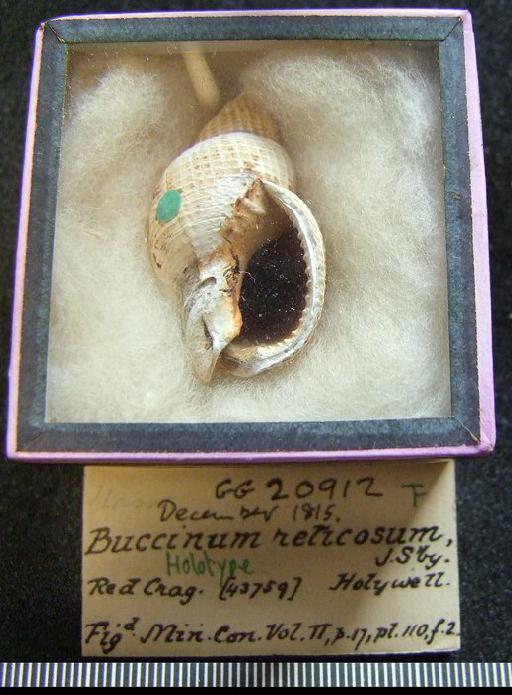 Buccinum reticosum Sowerby, 1816 - GG 20912. Buccinum reticosum (label + specimen)