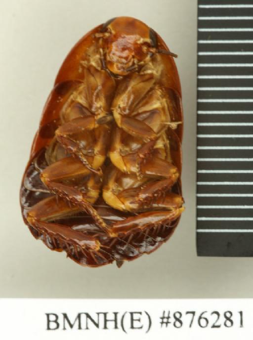 Polyzosteria nitens Walker, 1868 - Polyzosteria nitens Walker, F, 1868, unsexed, holotype, ventral. Photographer: Edward Baker. BMNH(E)#876281