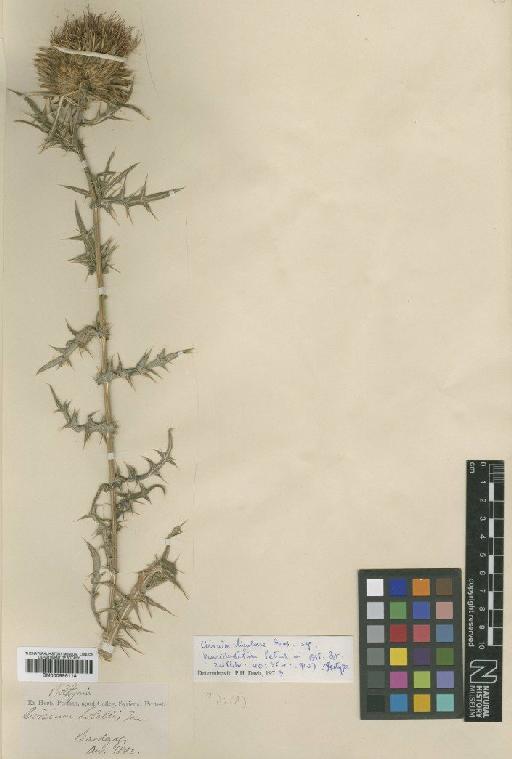 Cirsium ligulare subsp. paucidentatum Petr. - BM000996114