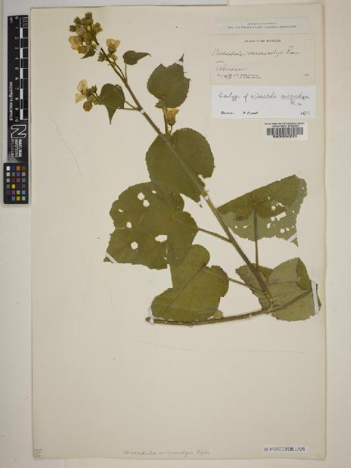 Allowissadula floribunda (Schltr.) Fryxell - BM000645020