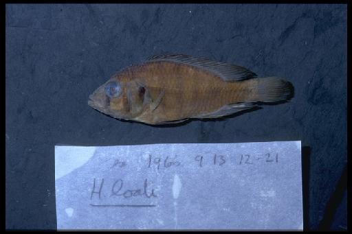 Haplochromis loati Greenwood, 1971 - Haplochromis loati; 1966.9.13.12-21