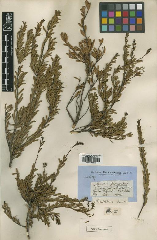 Acacia nitidula Benth. - BM000796813