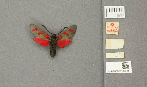 Zygaena (Zygaena) filipendulae stephensi Dupont, 1900 - 015192541_775459_1085133