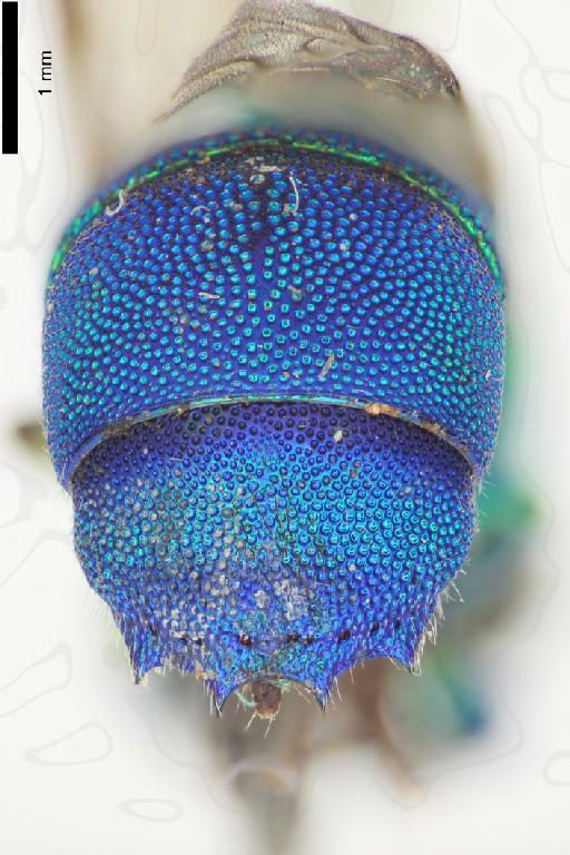 Chrysis saginata Linsenmaier, 1982 - Chrysis_saginata-BMNH(E)#970877_type-distal-2_5X