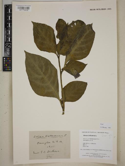 Atropa belladonna L. - BM013720308