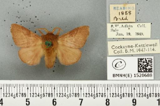 Malacosoma neustria ab. rufa-unicolor Tutt, 1900 - BMNHE_1520688_190568