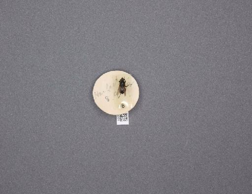 Sarcophaga (Myorhina) nigriventris Meigen, 1826 - 015092551_234554_1296853