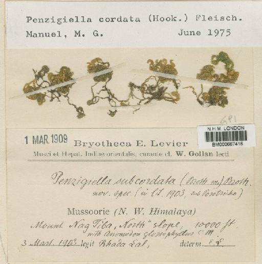 Penzigiella cordata (Hook. ex Harv.) M.Fleisch. - BM000667416