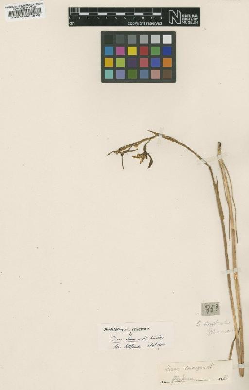 Diuris pauciflora R.Br. - BM000048596