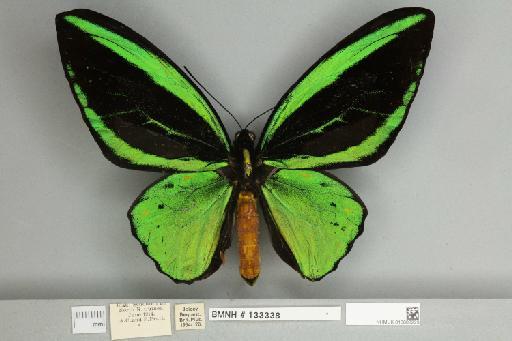 Ornithoptera priamus teucrus Joicey & Talbot, 1916 - 013603223__