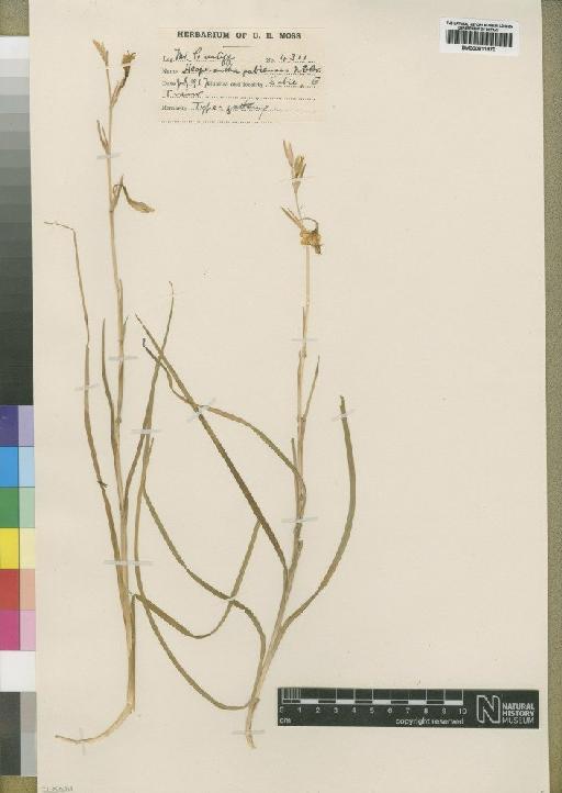 Hesperantha bulbifera Baker - BM000911970