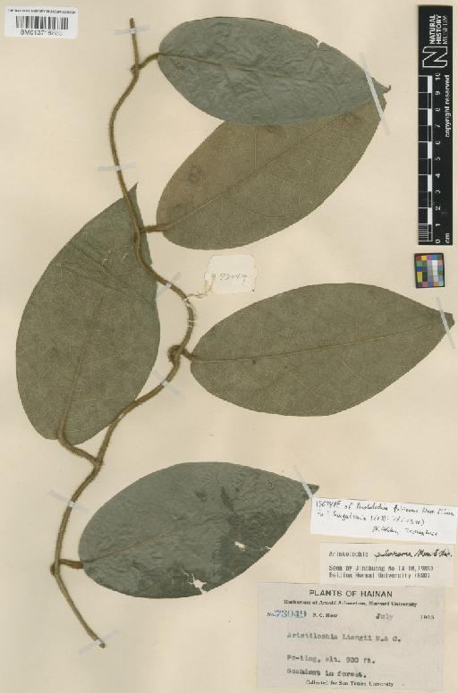 Aristolochia fulvicoma Merr. & Chun - BM013718883
