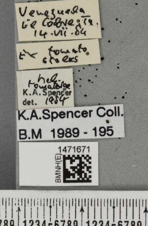Melanagromyza tomaterae Steyskal, 1972 - BMNHE_1471671_label_46667