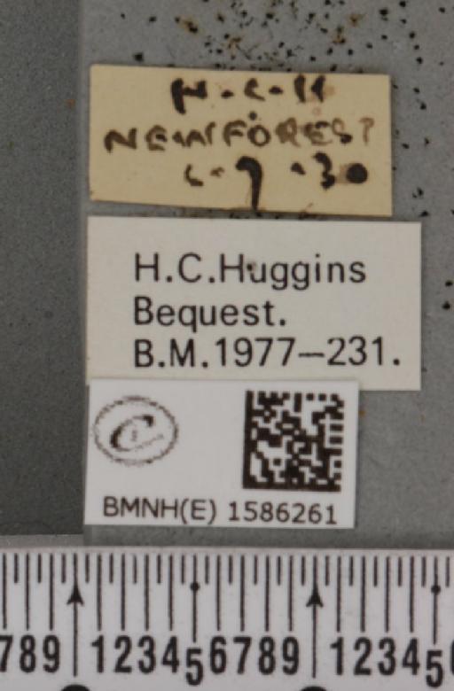 Idaea muricata (Hufnagel, 1767) - BMNHE_1586261_label_260339