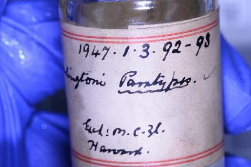Choerophryne darlingtoni - 1947.1.3.92_Image014