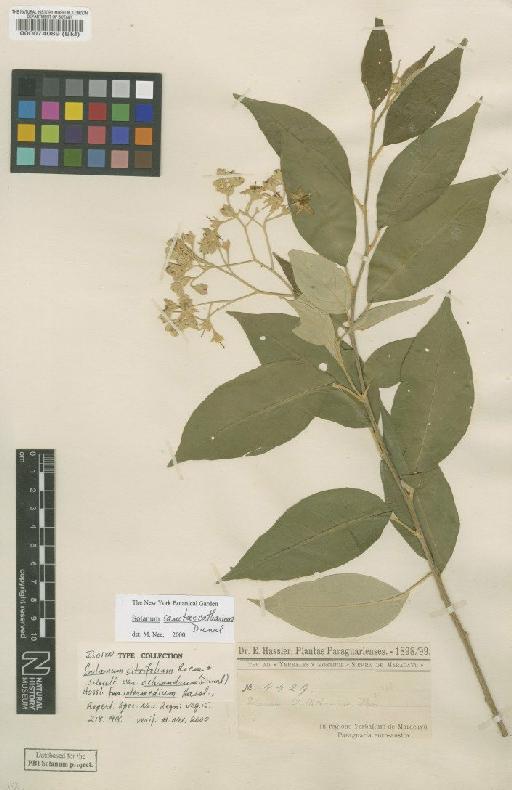 Solanum sanctae-catharinae Dunal - BM000074089